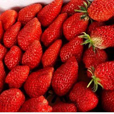 草莓上市季节