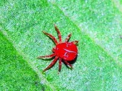 防治柑橘红蜘蛛什么农药最有效 