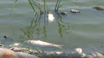 塘里的四大家鱼接连死亡,一个月损失近四千斤,还能补救吗