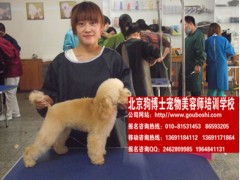 成都最好的宠物美容学校就去北京狗博士国内最知名宠物美容学校 