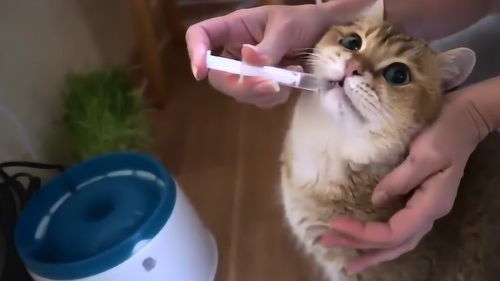 小奶猫不好好喝水,铲屎官用针管喂它水,真是太有才了 
