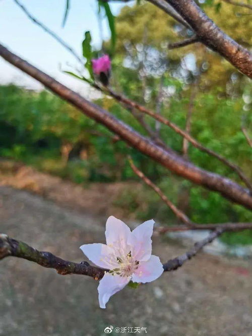 桃花什么时候开几月份开花 桃花是不是春季开的最晚的花