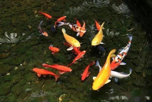 这八种寓意很好的观赏鱼,金鱼锦鲤最受欢迎,你喜欢哪一种