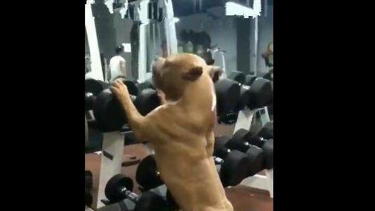 狗狗随便练一练就一身肌肉,健身房的人们感慨万千