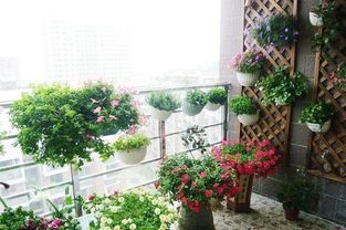 怎样增加阳台湿度有利于养花