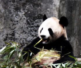 看看 熊猫宝宝 最喜欢吃的食物是......
