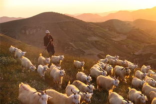 梦见放羊是什么意思有什么预兆 周公解梦 