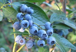 蓝莓表面的白霜能吃吗 野生蓝莓和种植蓝莓有什么营养区别吗