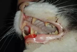 猫咪口炎,你无法想象的可怕疾病