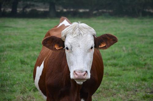 养殖母牛的利润与成本分析 10头一年能赚多少钱 怎样养殖效益高