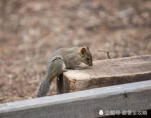 贵州尧龙山养生系避暑房,看云海听梵音感岁月静好