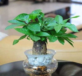 水培发财树放在客厅什么方位招财？
