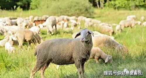 羊不同的叫声,代表了什么意思