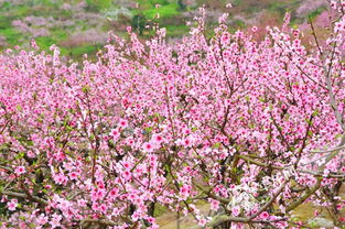 浪漫开州花满城 赏花旅游季启动 邀你桃花林中漂流