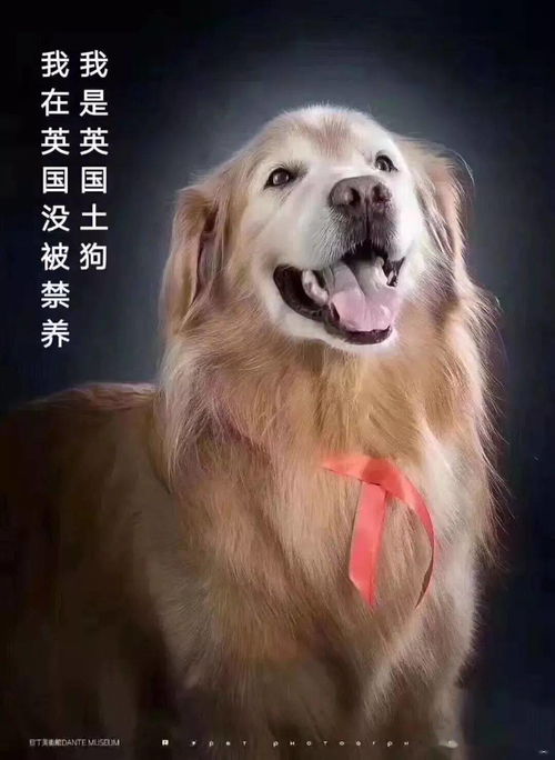 我是中华田园犬,我想在老家活下去