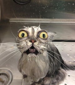 给猫咪洗澡真的这么痛苦吗 