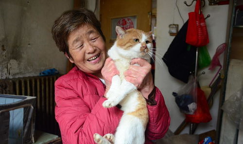 六旬老人13年坚持救助和收养流浪猫,已收养过上千余只流浪猫