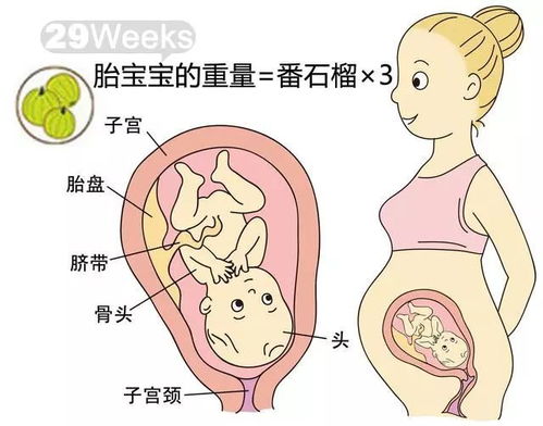 孕期10 40周,胎儿到底有多大