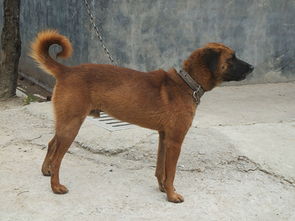 中国5种不起眼的本土犬,知道名字后,很多人表示想养一只