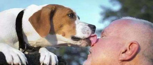 狗狗为什么喜欢舔人,可能不单是因为喜欢你
