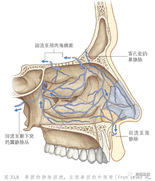 解剖丨鼻 鼻腔和鼻旁窦