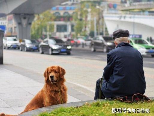 老人养了12年的狗狗去世,离世后还给主人留下十几万遗产
