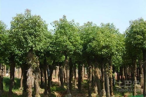 香樟树生长环境条件及特点,香樟pH中性还是酸性？