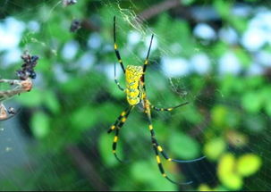 发现一很大个的艳黄色蜘蛛谁知道他的名字,有没有毒 