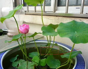 碗莲的养殖方法和注意事项有哪些,碗莲怎么养在水缸里？