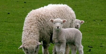 属羊的人真的命不好 原来背后有这个历史原因