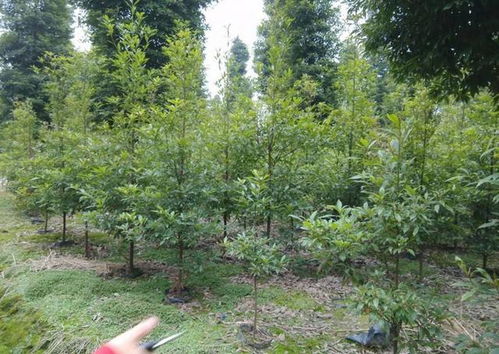 金丝楠木树苗,金丝楠苗木种植技术和管理经验？