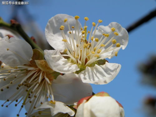 11月27日星座运势 养精蓄锐,霸气回归的四大星座