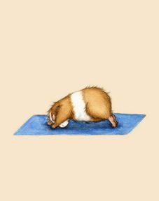 观佳艺术 如果仓鼠也需要减肥,它会用瑜伽的方式 