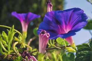 早上的荣耀,钟声,风信子,紫色,紫,开花 