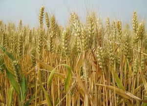 小麦养花期喷药如何