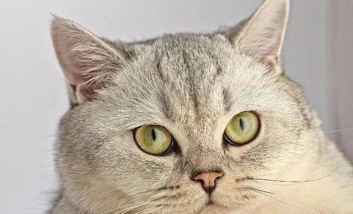 如何看品相 银渐层猫咪并不是毛色越白越好 面部比例,耳距 腾讯新闻