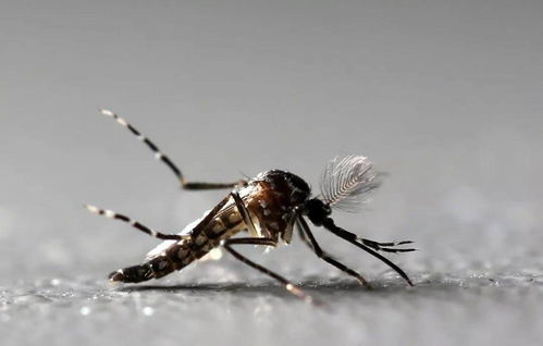 蚊子杀手,每年致全球83万人死亡,其携带的登革热病毒有多可怕