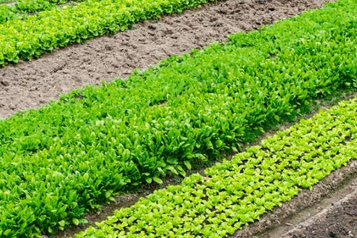 2021年基本农田可以搞养殖 可以建蔬菜大棚吗