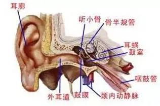 耳鼻喉疾病早发现,金康体检是关键