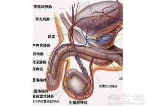 阴茎癌怎么治疗