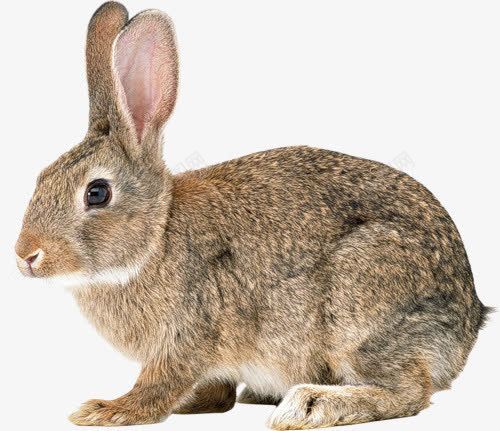 可爱小兔子 兔子素材 