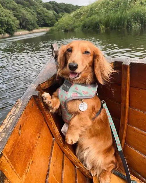 在船上享受生活的狗狗,好羡慕 