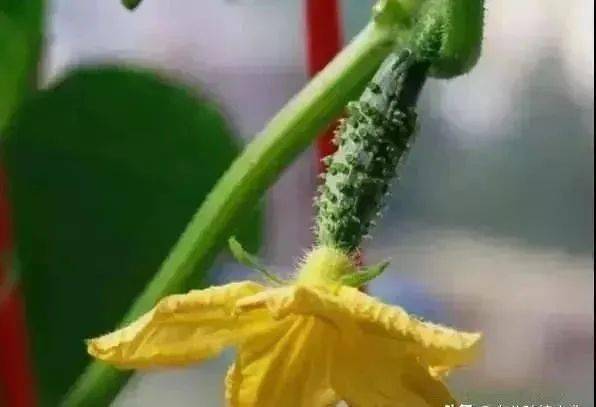 增加黄瓜雌花是提高黄瓜产量的重要途径