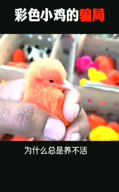 路边卖的彩色小鸡总是养不活,没想到背后的真相这么残忍 