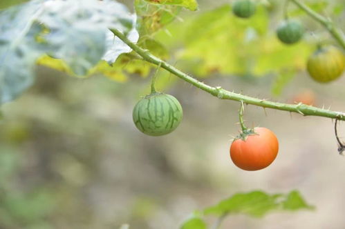 一种像西瓜的小果子,成熟后像西红柿,藤状植物,叫什么名字 