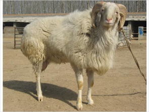 适合山区养殖的羊有哪些优良品种(适合山区养殖的羊有哪些优良品种图片)