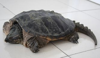 家里养鳄龟风水好不好呀(家里养鳄龟风水禁忌)