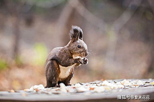 2021即将到来,生肖鼠新一年的运势怎么样,属鼠人来看看