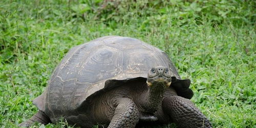科学家发现了平塔岛象龟近亲 独的乔治表妹