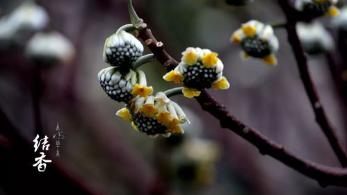 结香花开,便觉眼前生意满